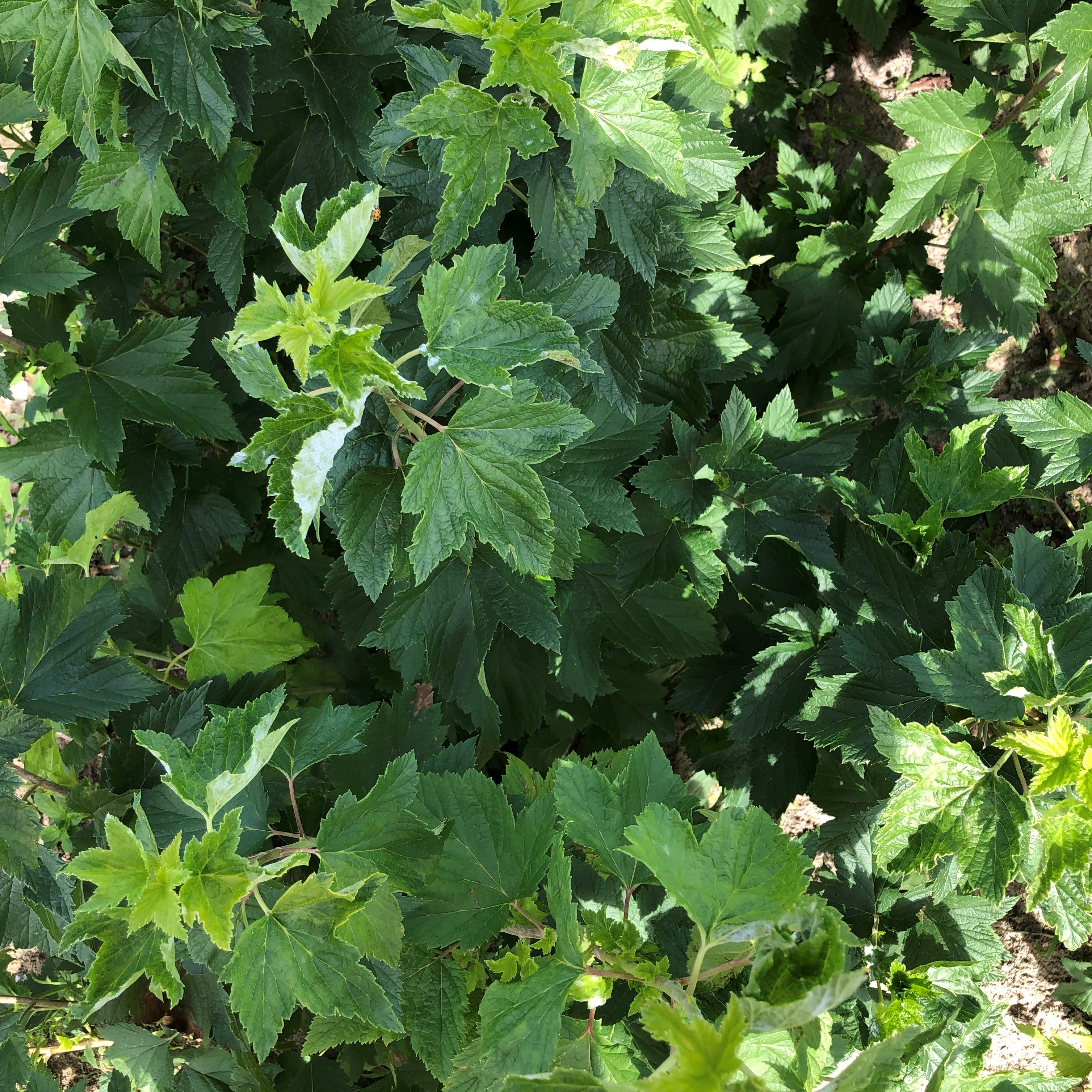 Ribes rubrum (groseillier)